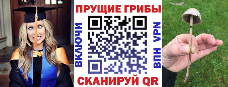 darknet телеграм  Шахунья  Псилоцибиновые грибы прущие грибы  даркнет сайт 